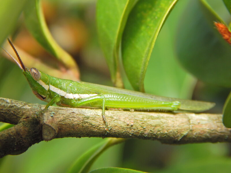 Green Grasshopper on Branch