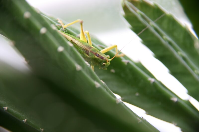 Green grasshopper on cactus