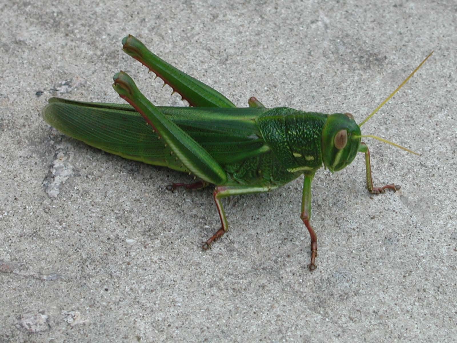 green grasshopper on concrete