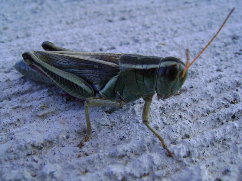 green grasshopper on concrete