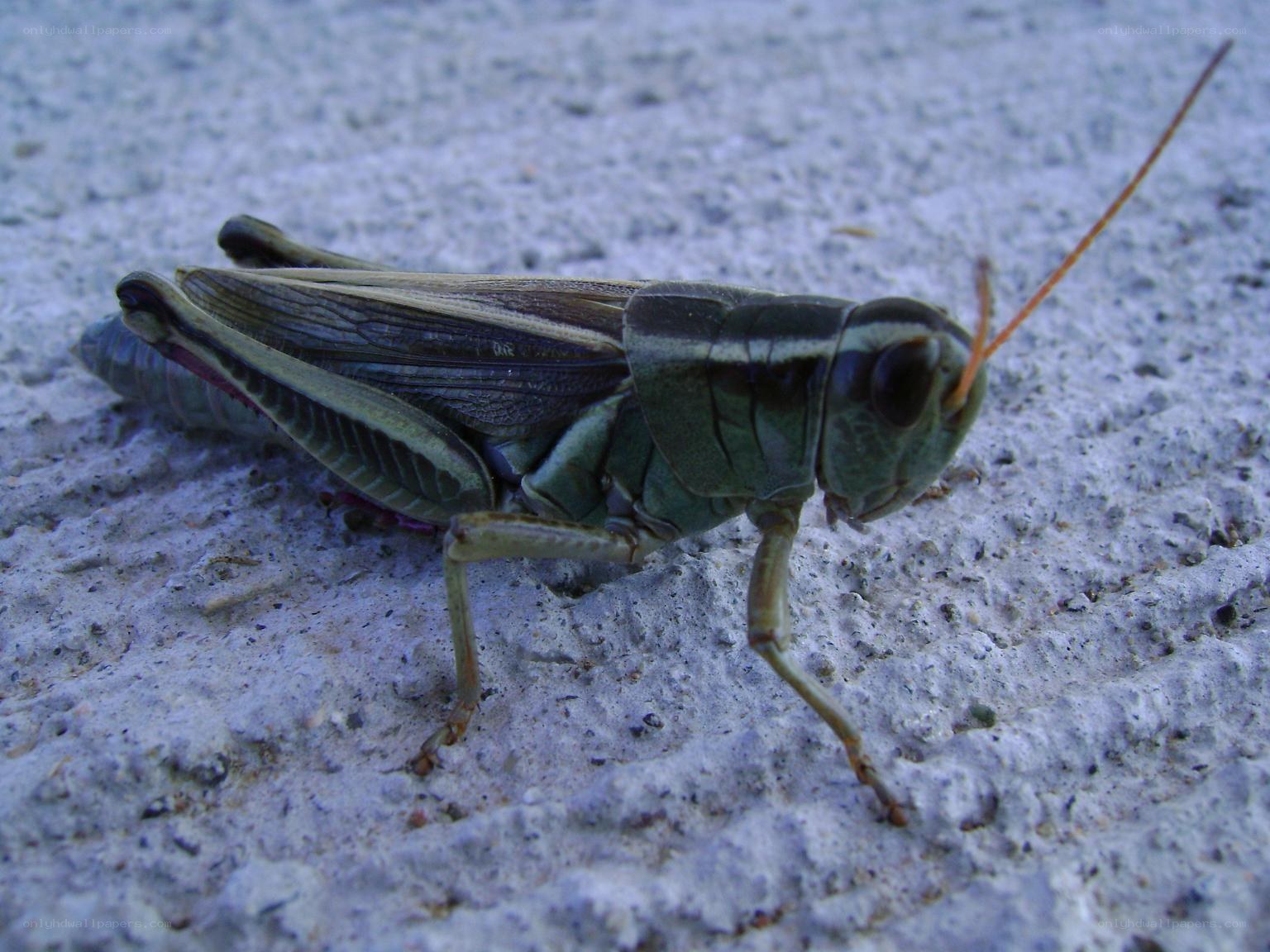 green grasshopper on concrete