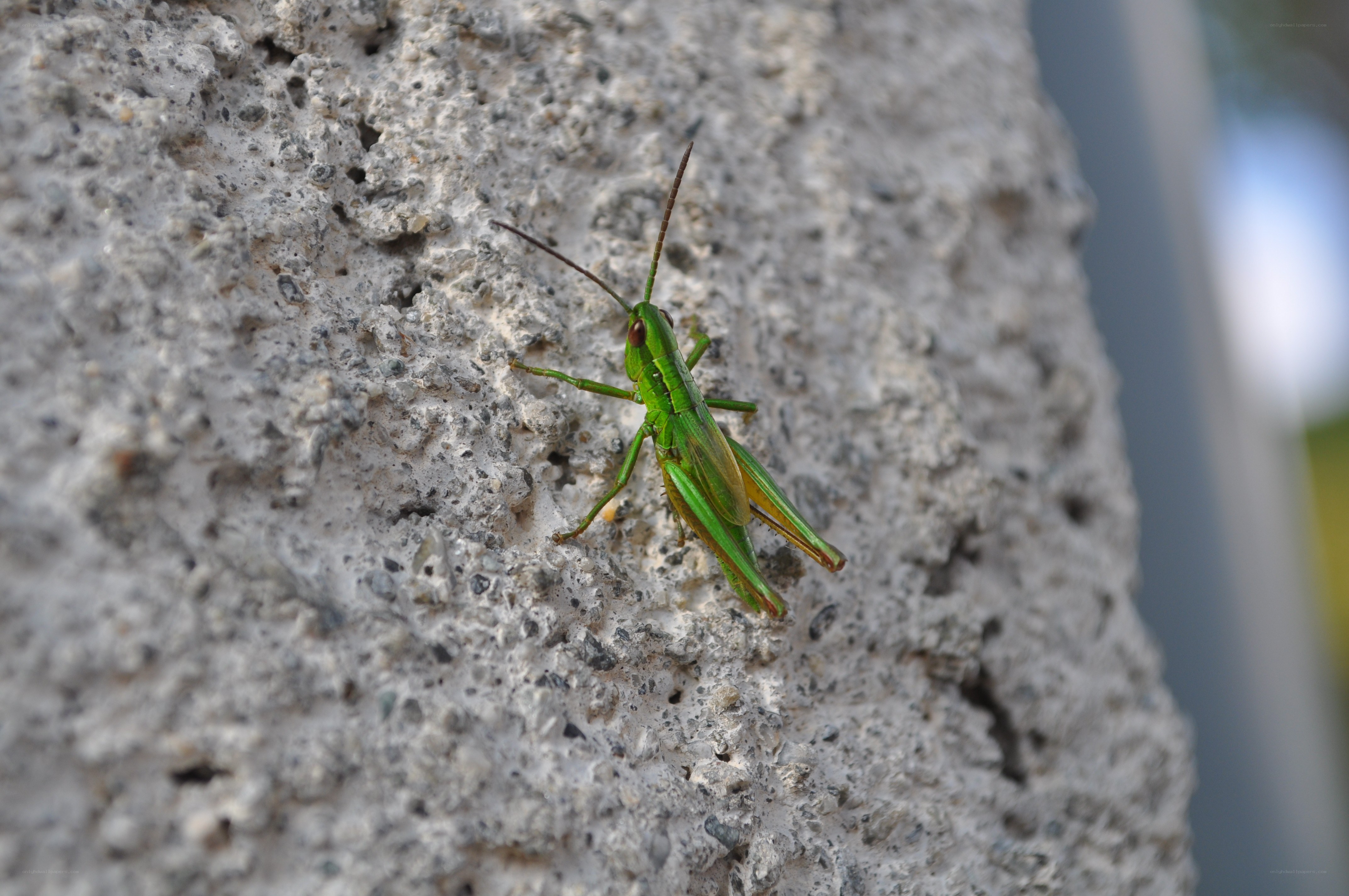 Green grasshopper on concrete