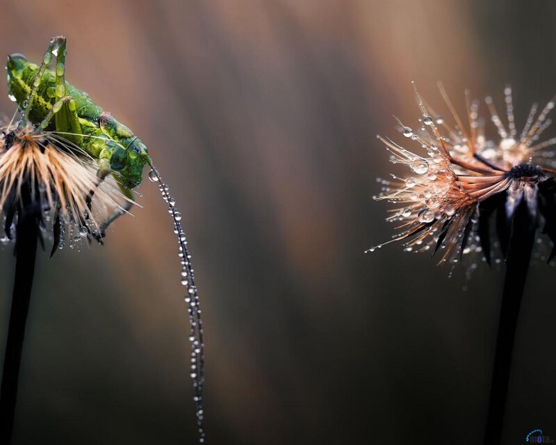 Green Grasshopper on Dandelion — Serene