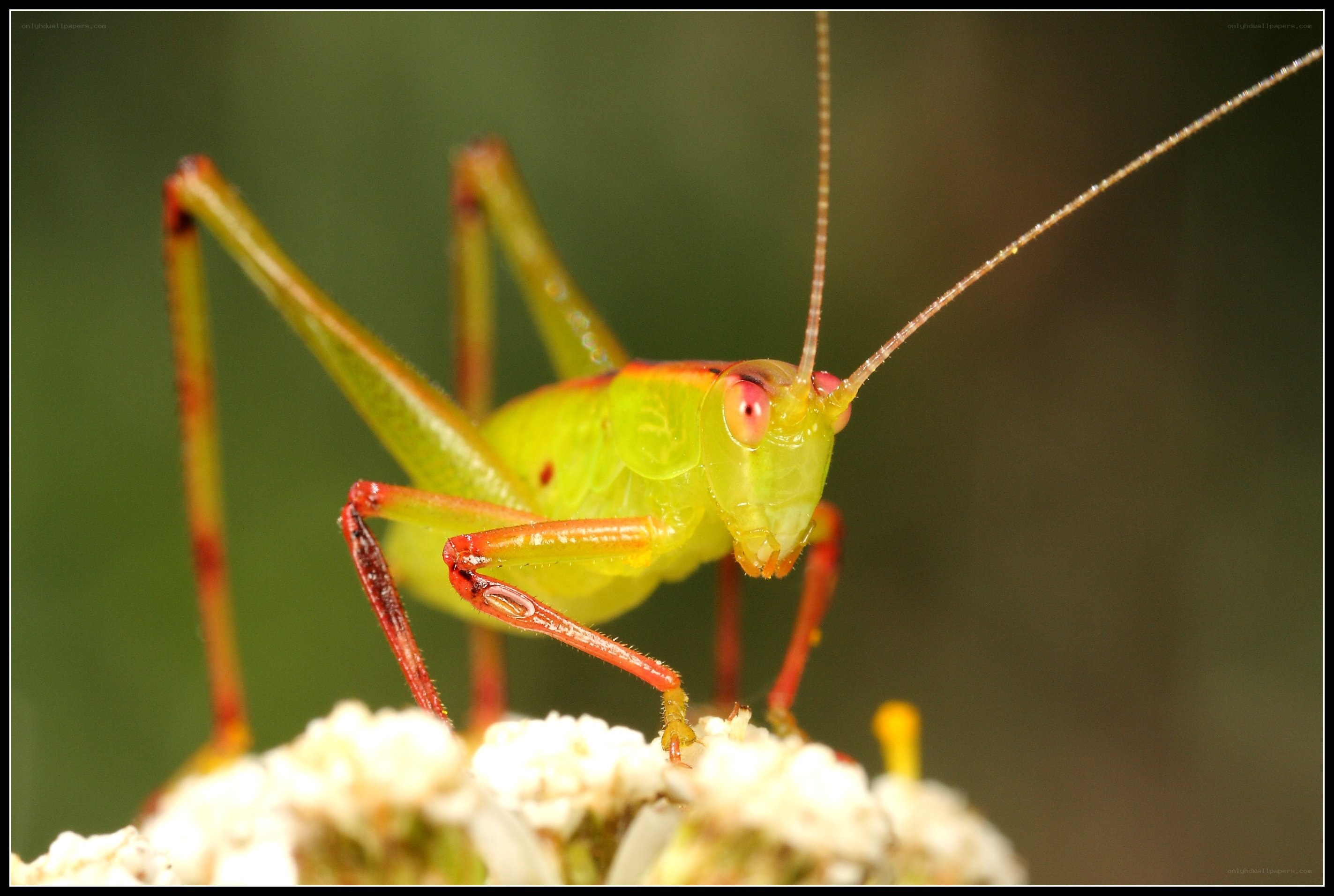 green grasshopper on flower