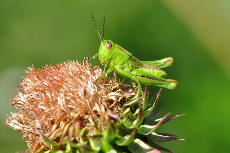 Green Grasshopper on Flower — Calm, Afternoon
