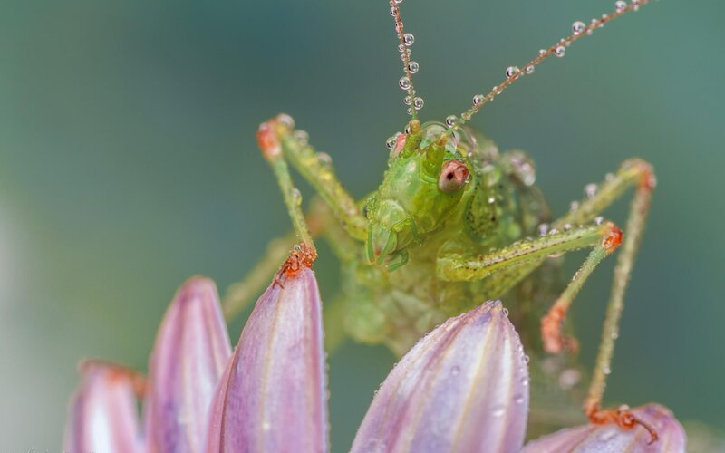 Green Grasshopper on Flower — Calm, Morning