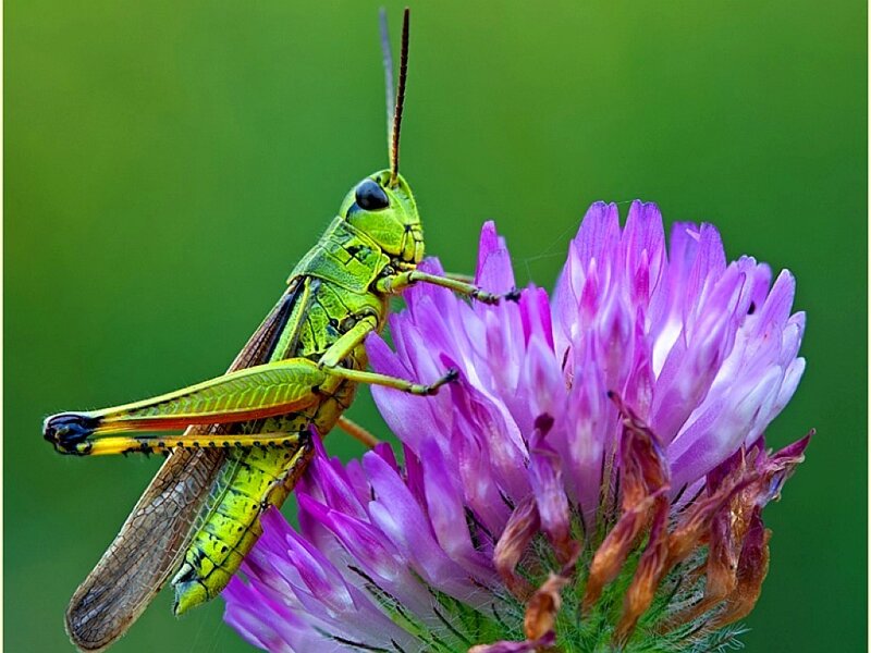 Green Grasshopper on Flower — Calm