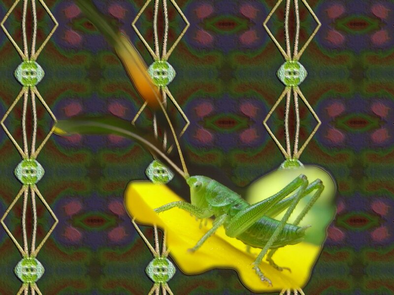 Green Grasshopper on Flower — Dreamy