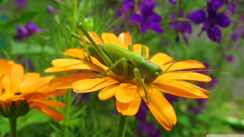 Green Grasshopper on Flower — Natural