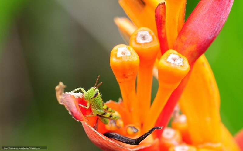 Green Grasshopper on Flower — Orange