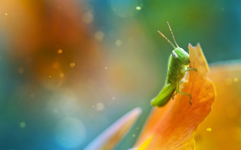 Green grasshopper on flower petal