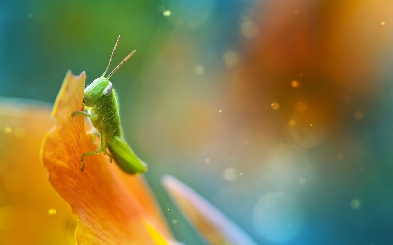 Green grasshopper on flower petal