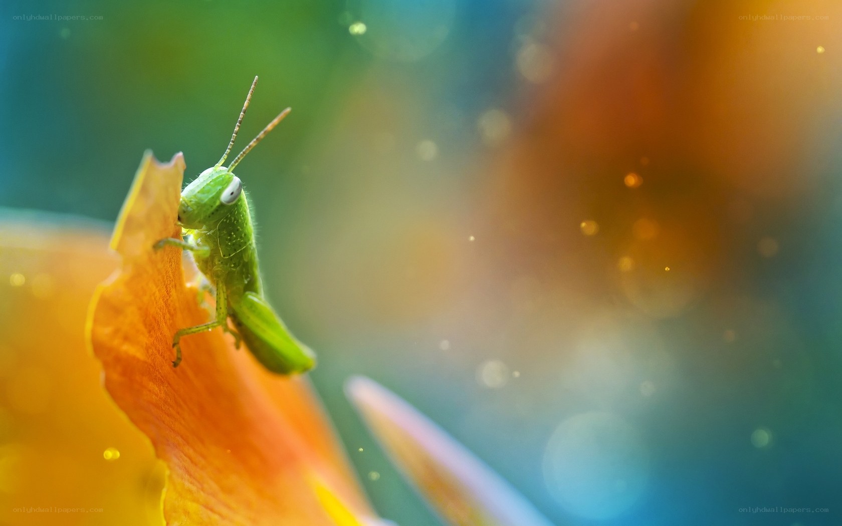 Green grasshopper on flower petal