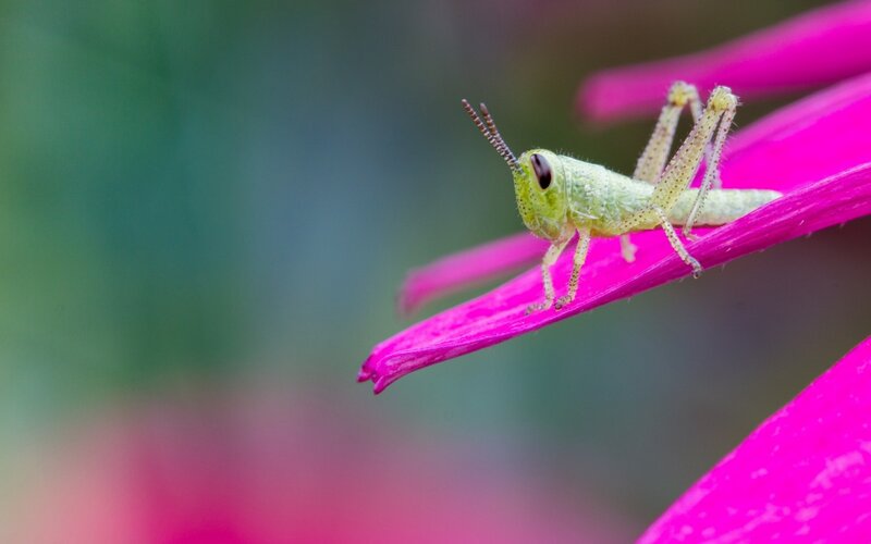 Green Grasshopper on Flower — Pink, Calm