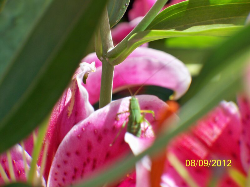 Green Grasshopper on Flower — Pink