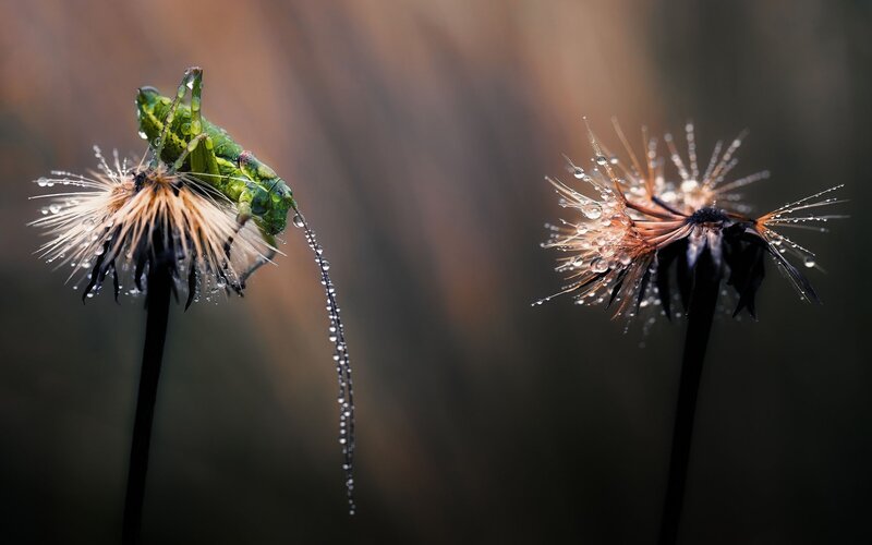 Green Grasshopper on Flower — Serene, Morning