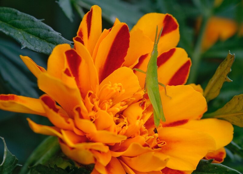 Green Grasshopper on Flower — Yellow, Calm