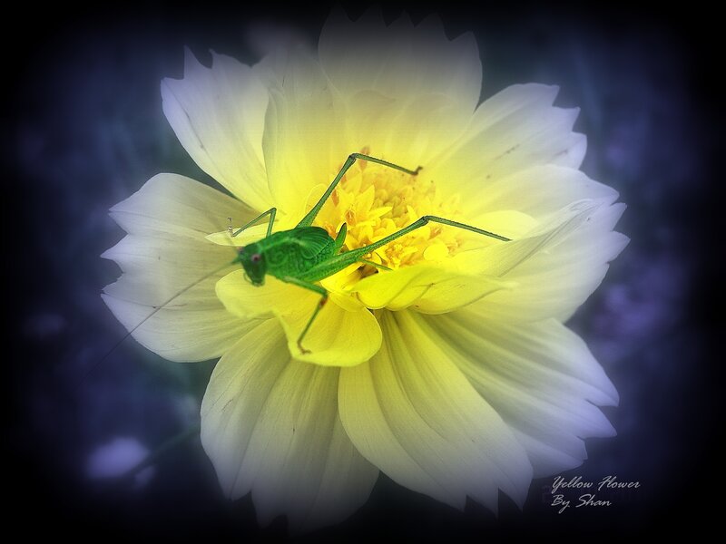 Green Grasshopper on Flower — Yellow