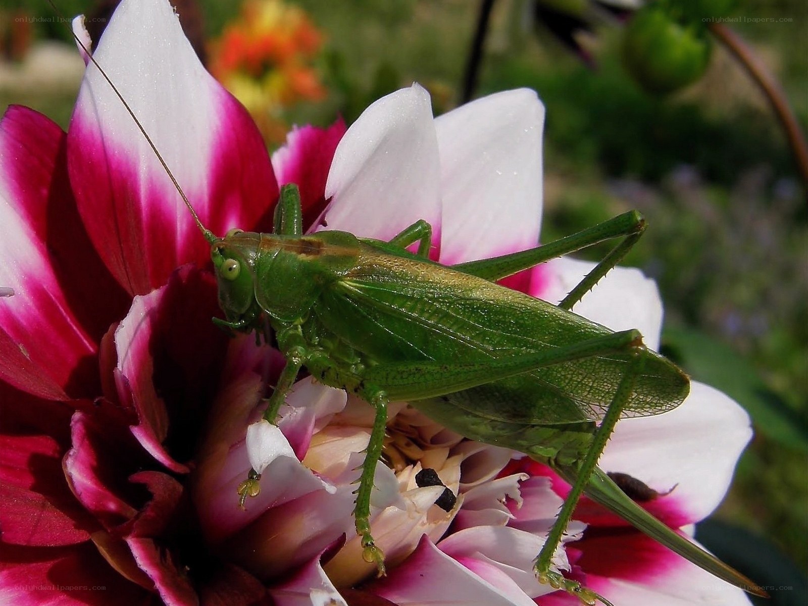 green grasshopper on flower