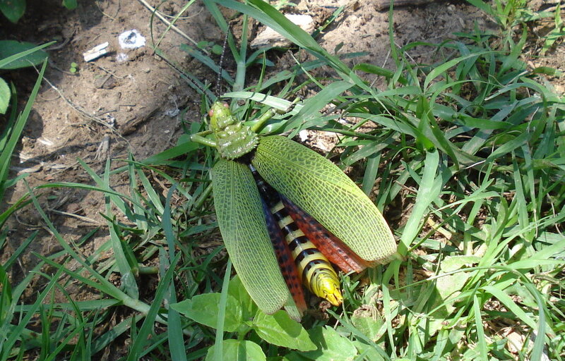 Green Grasshopper on Grass
