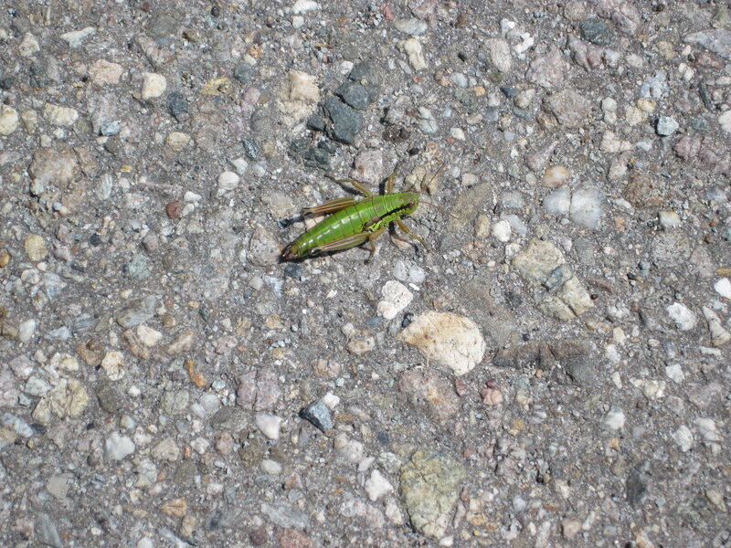 Green Grasshopper on Gravel