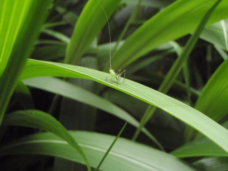 Green grasshopper on leaf