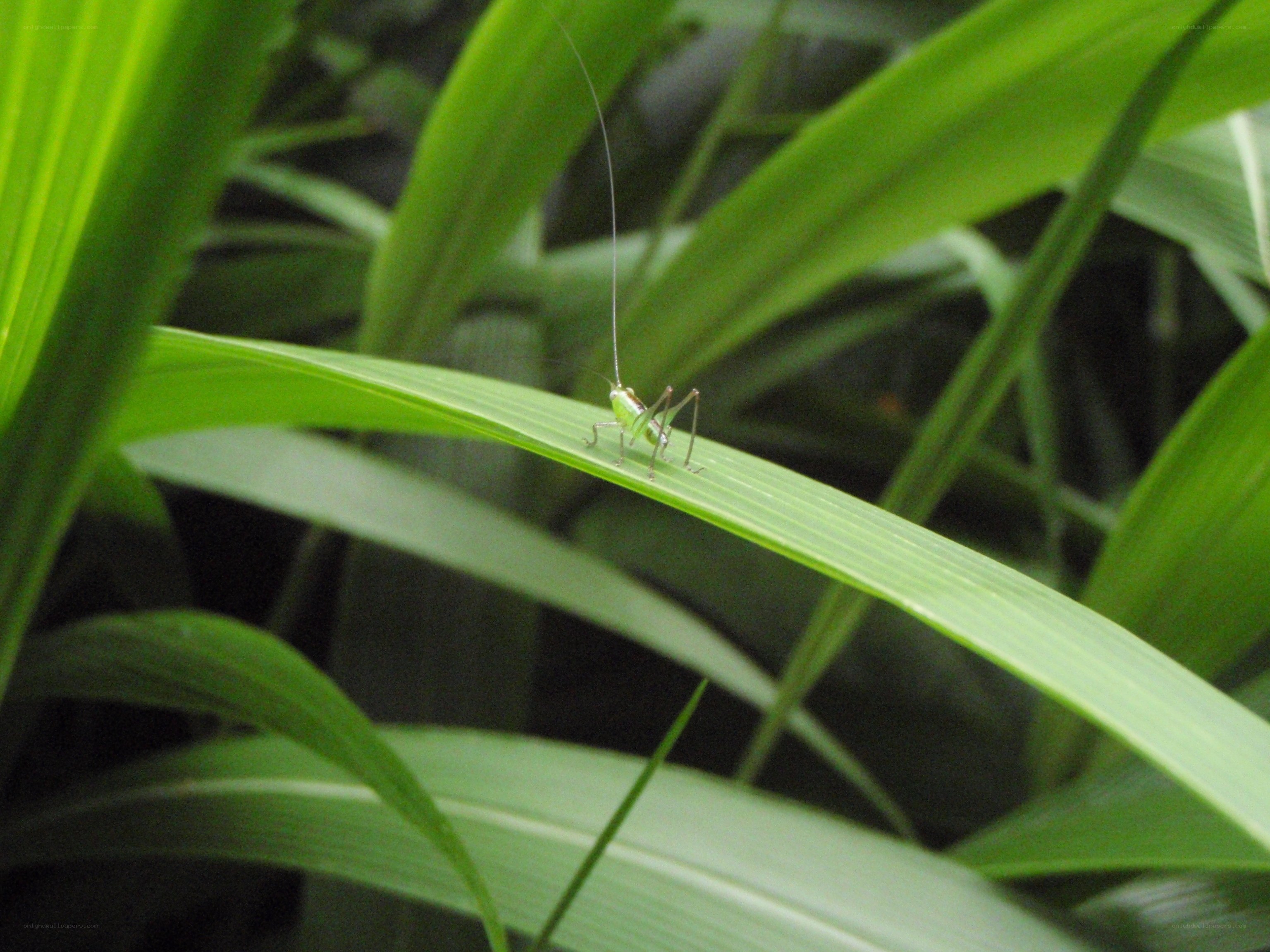 Green grasshopper on leaf