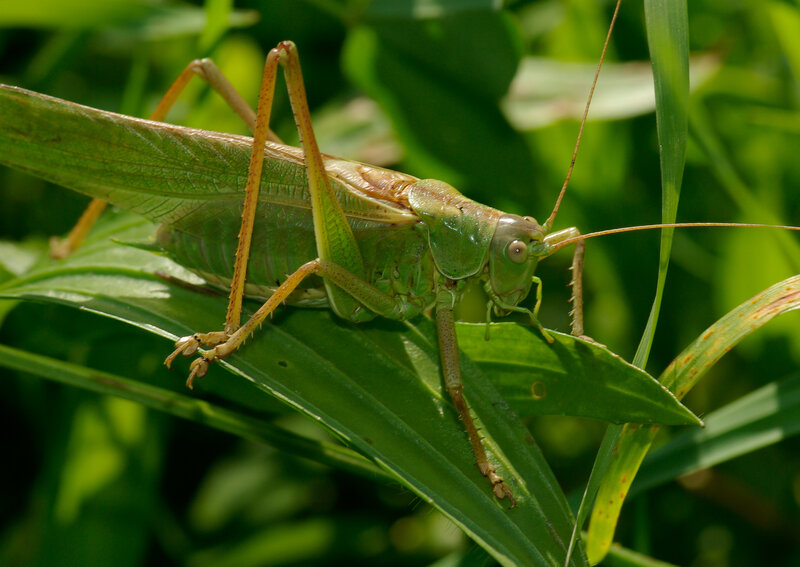 green grasshopper on leaf