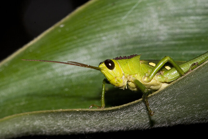 green grasshopper on leaf