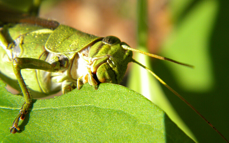 green grasshopper on leaf