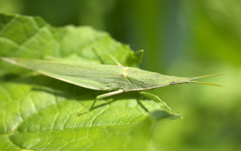 Green Grasshopper on Leaf — Calm, Afternoon