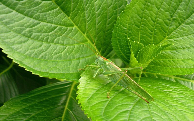 Green Grasshopper on Leaf — Calm