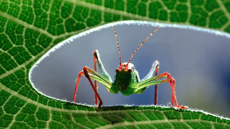 Green Grasshopper on Leaf — Dramatic