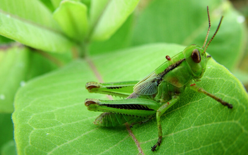 Green Grasshopper on Leaf — Natural, Afternoon, Photograph, Antennae