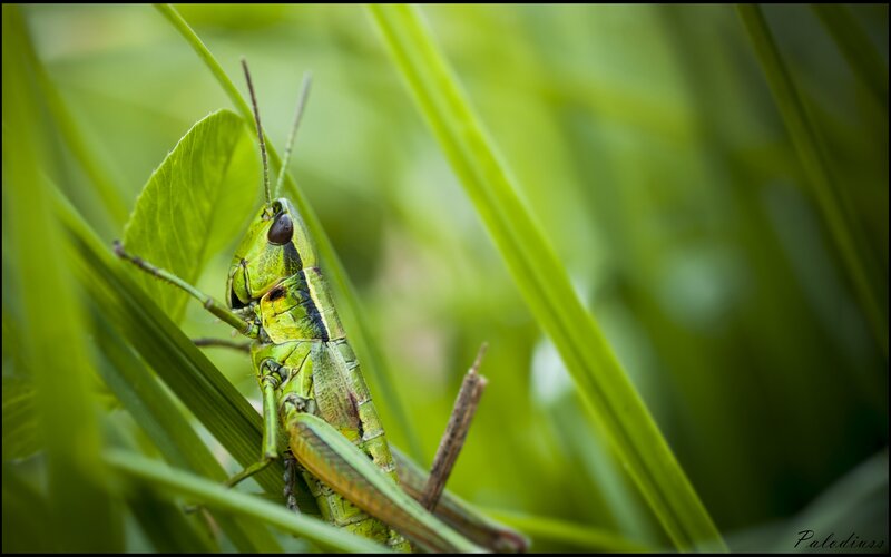 Green Grasshopper on Leaf — Natural, Afternoon, Photograph, Grass