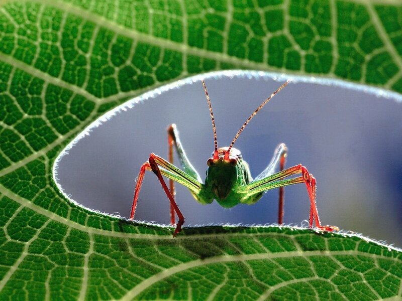 Green Grasshopper on Leaf — Natural, Afternoon, Photograph, Insect
