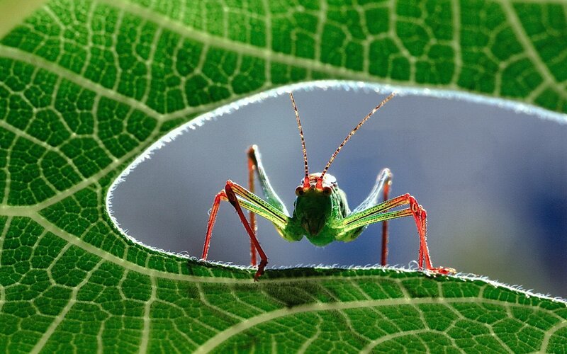 Green Grasshopper on Leaf — Natural, Afternoon, Photograph