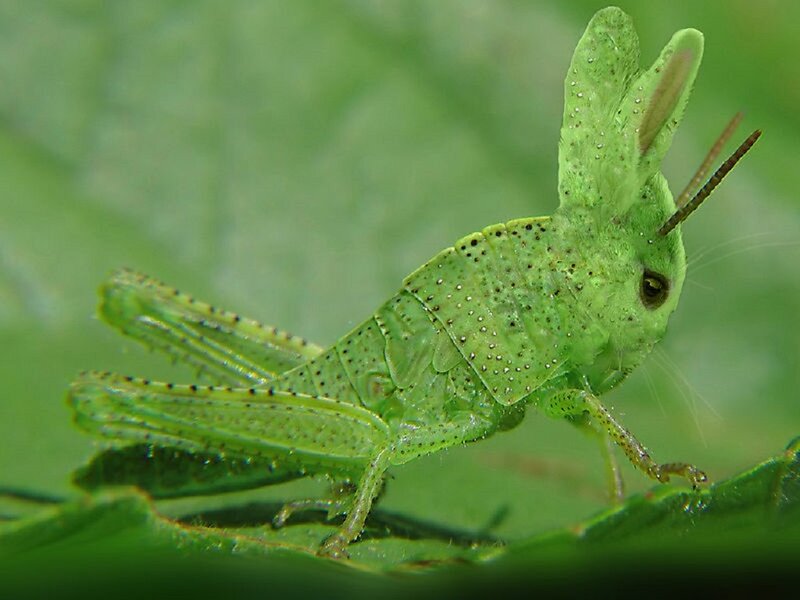 Green Grasshopper on Leaf — Natural, Afternoon