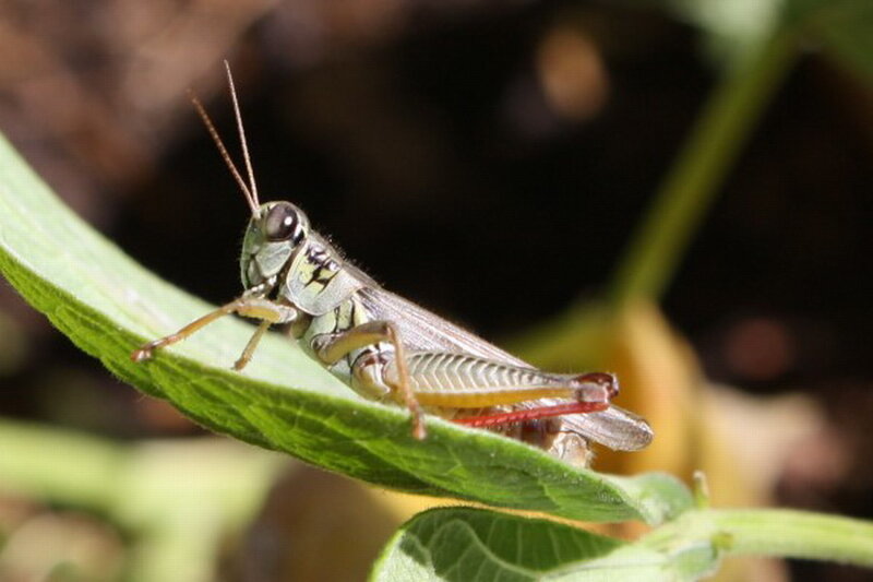 Green Grasshopper on Leaf — Natural