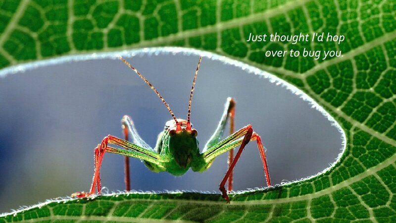 Green Grasshopper on Leaf — Playful