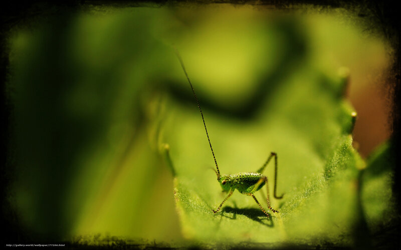 Green grasshopper on leaf
