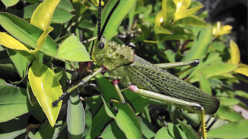 Green Grasshopper on Leaves