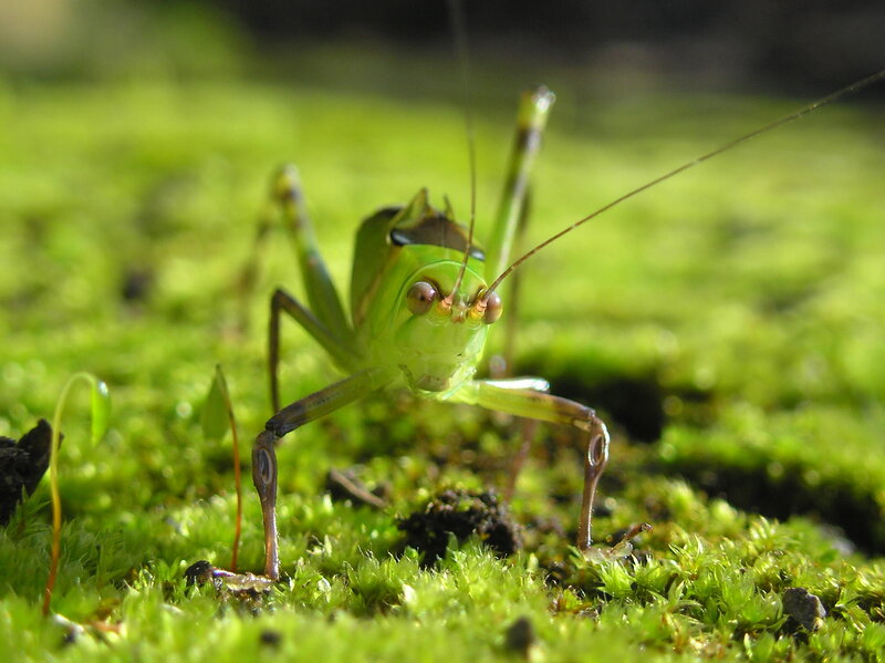 green grasshopper on moss