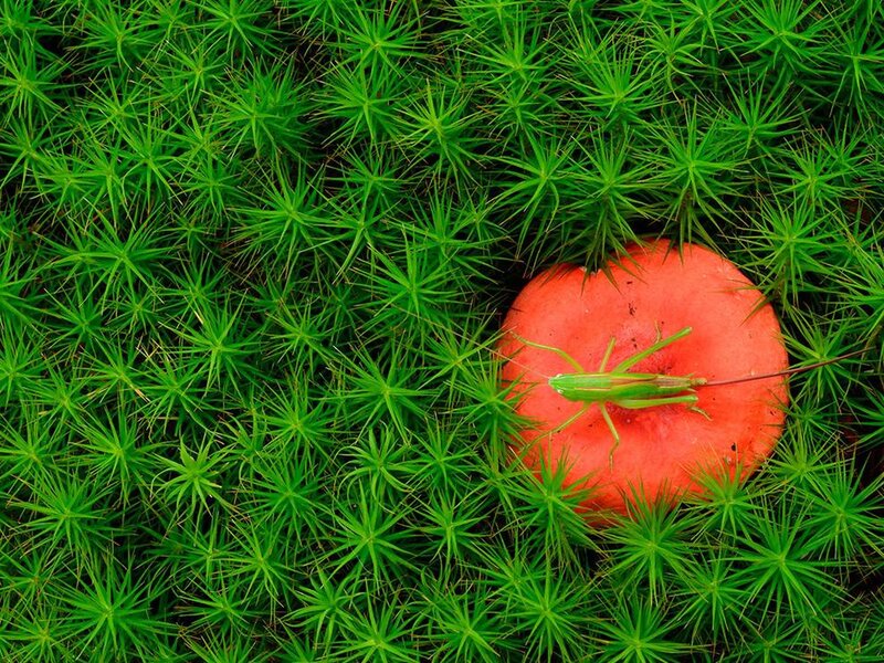 Green Grasshopper on Mushroom