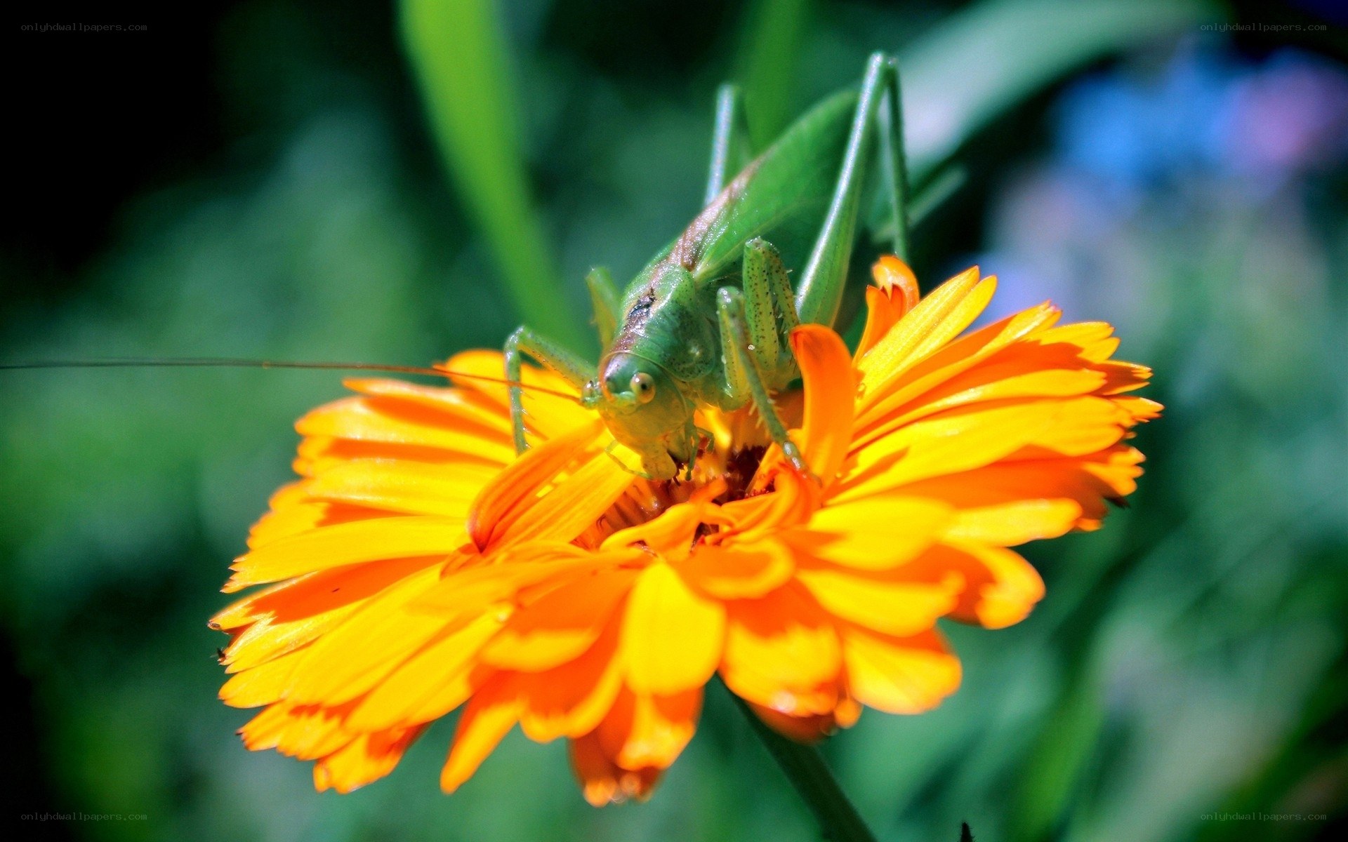 green grasshopper on orange flower