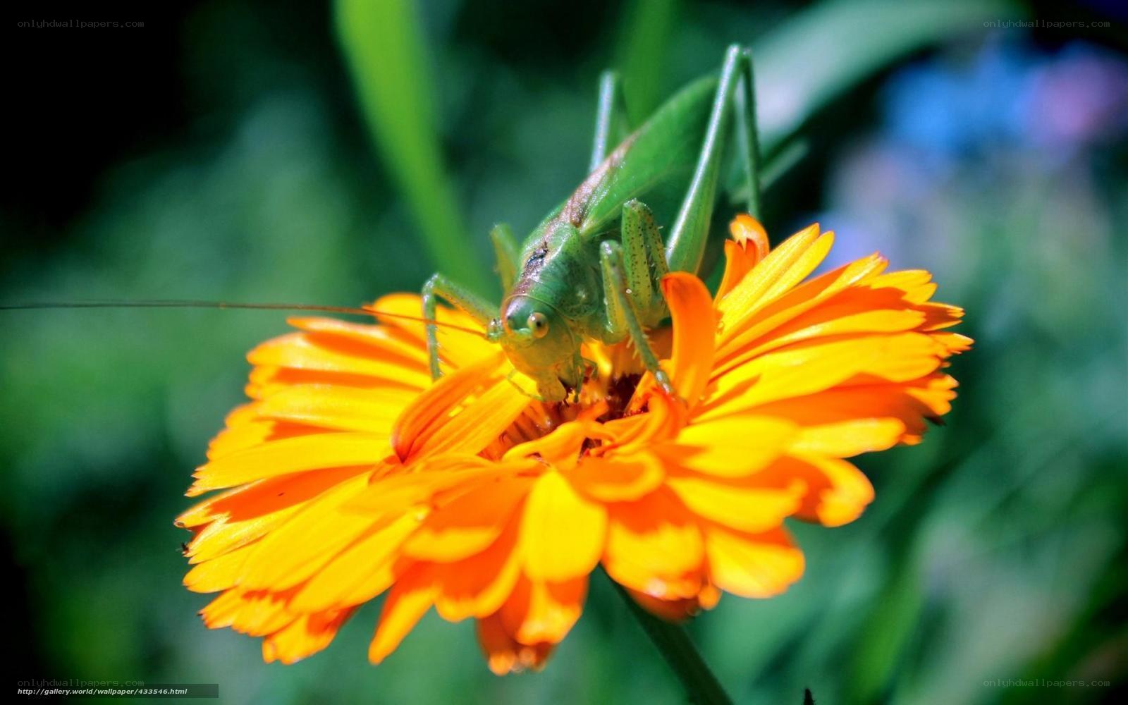 Green grasshopper on orange flower