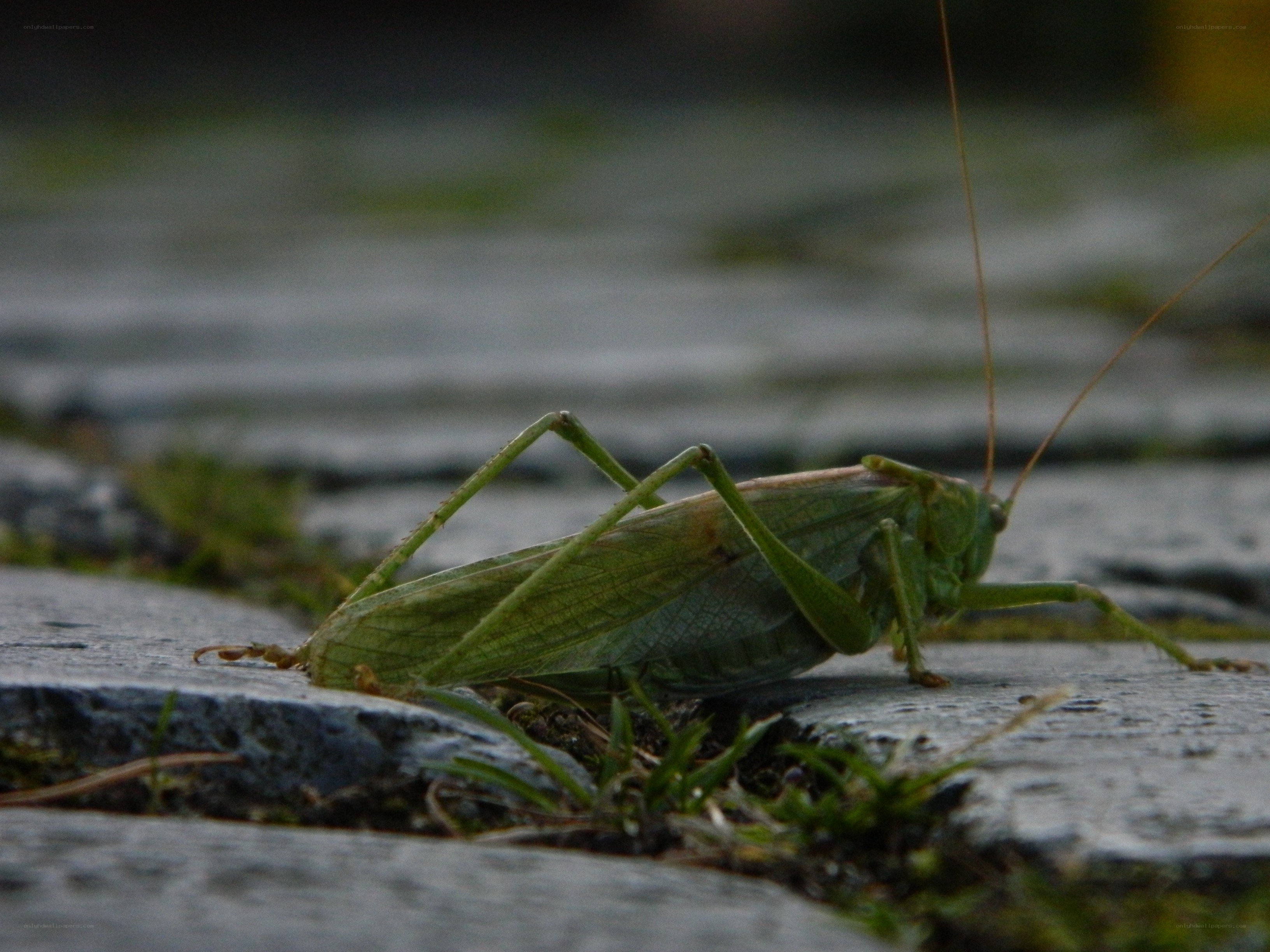 green grasshopper on pavement