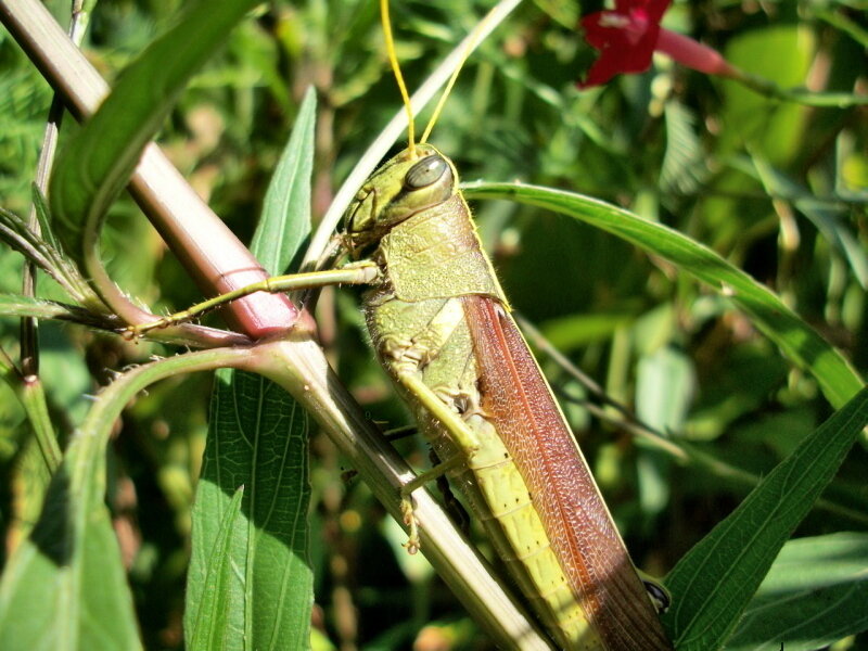 Green Grasshopper on Plant — Natural