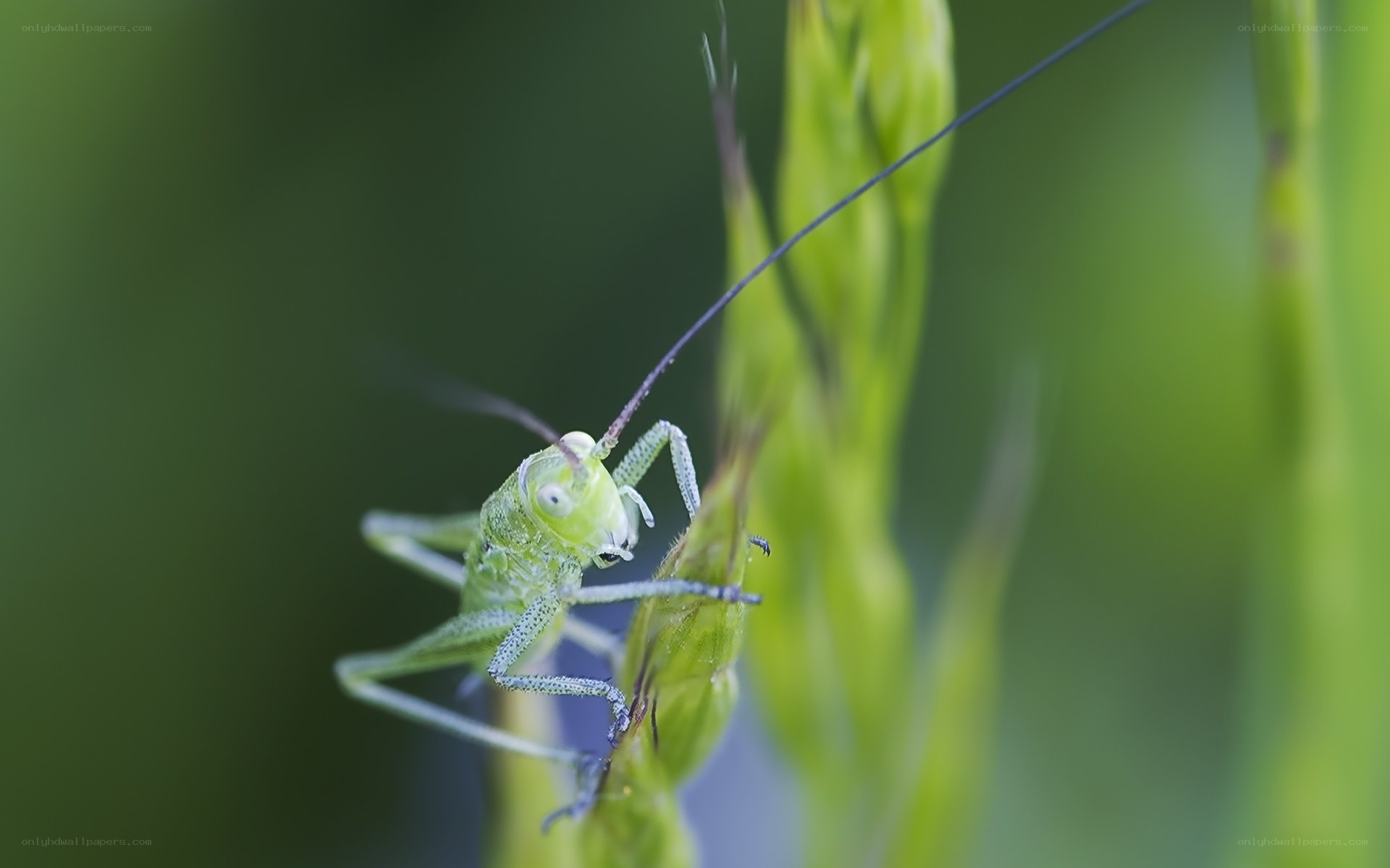 green grasshopper on plant