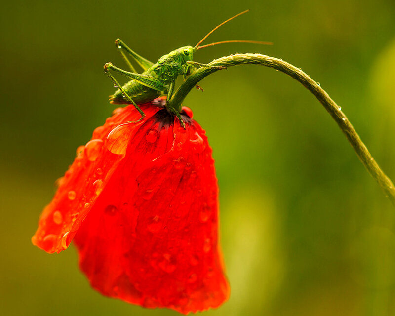 Green Grasshopper on Poppy — Red